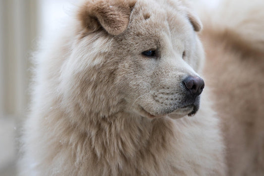 older dog trans resveratrol