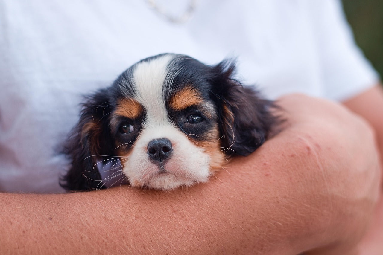 puppy being held in arms