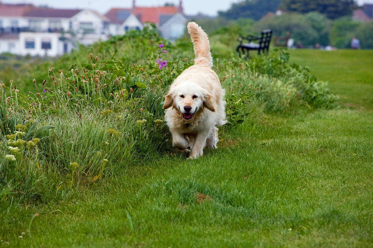 senior golden retriever walking in park