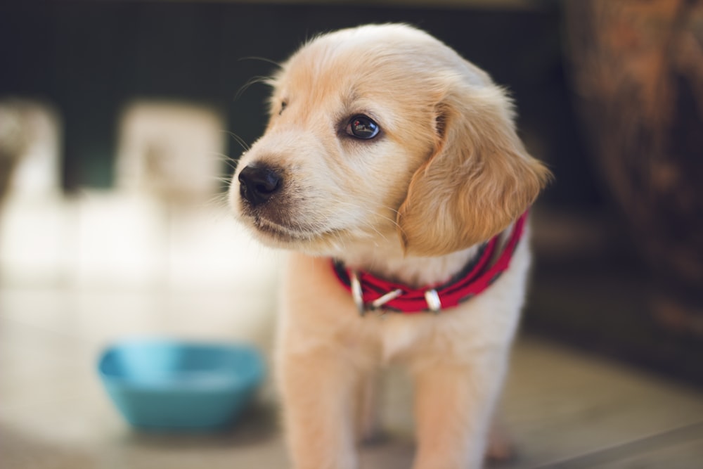 Is Curcumin Good for Dogs? Benefits for Joints, Immunity & Longevity