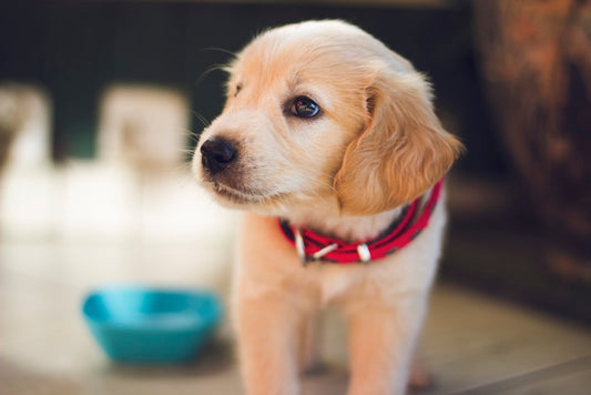 Is Curcumin Good for Dogs? Benefits for Joints, Immunity & Longevity