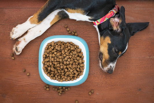 dog lying next to bowl of food