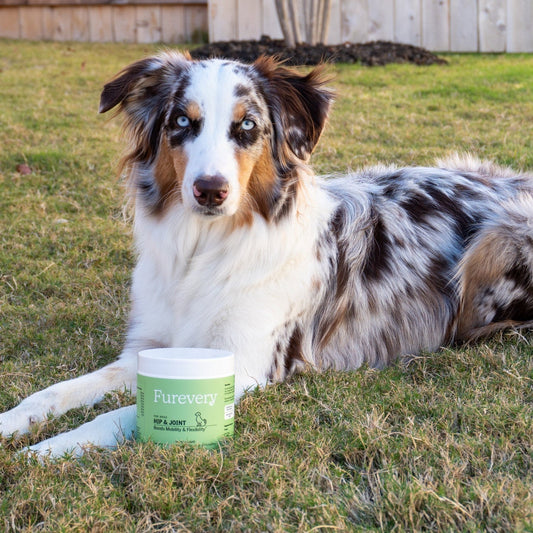 Australian shepherd lying on the grass next to a jar of Furevery Hip & Joint soft chews