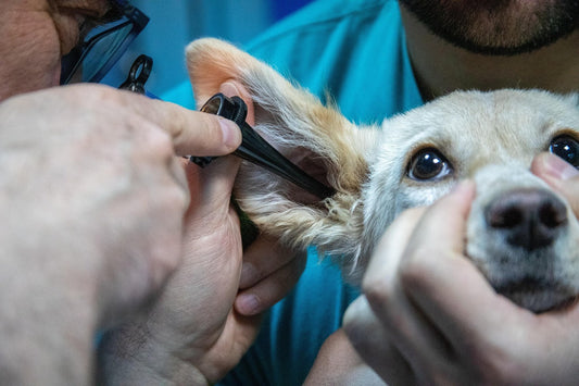dog veterinarian checking ears