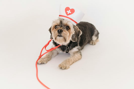 dog with stethoscope