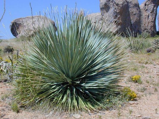 yucca plant desert