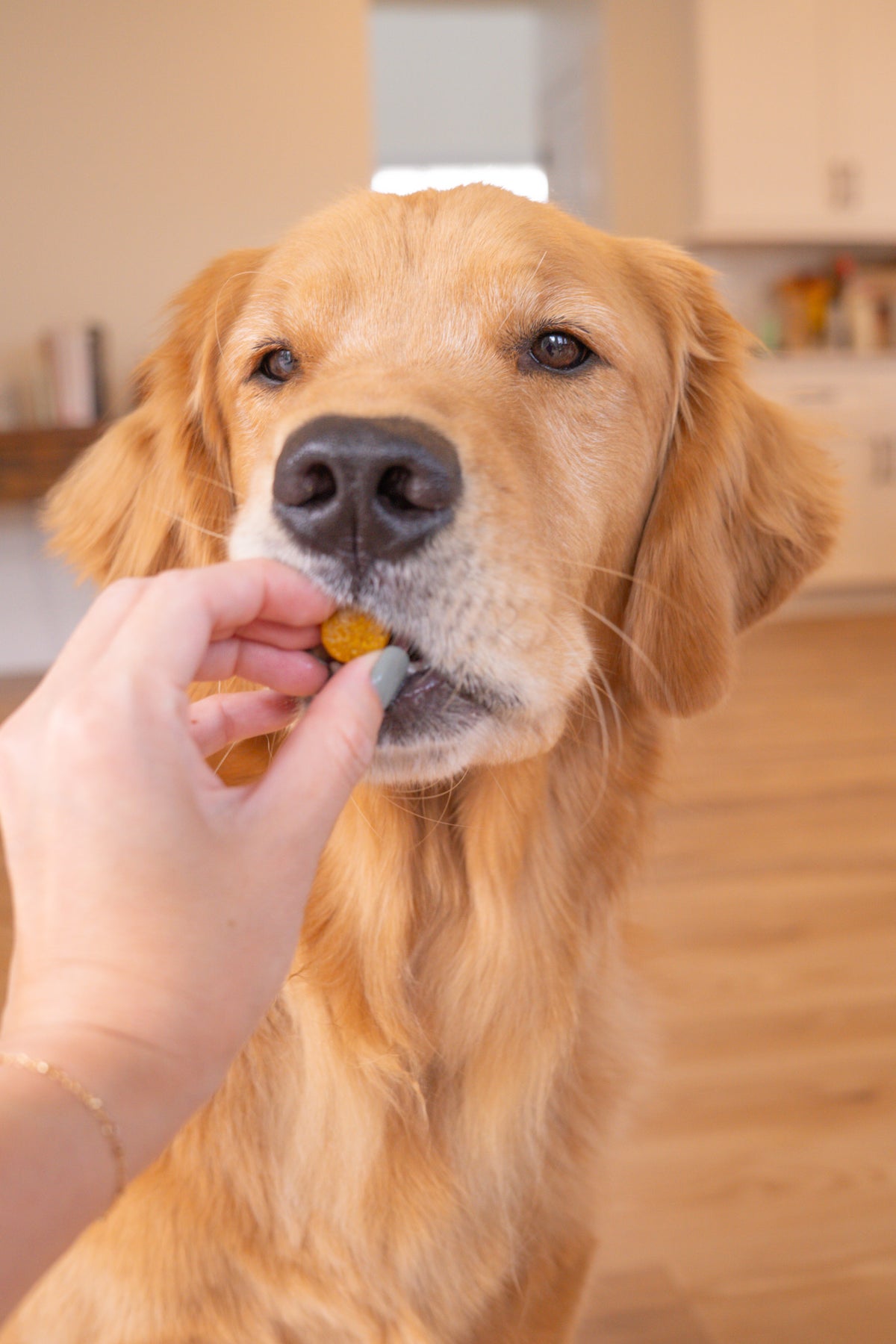 Golden retriever gently taking a Furevery soft chew from a hand