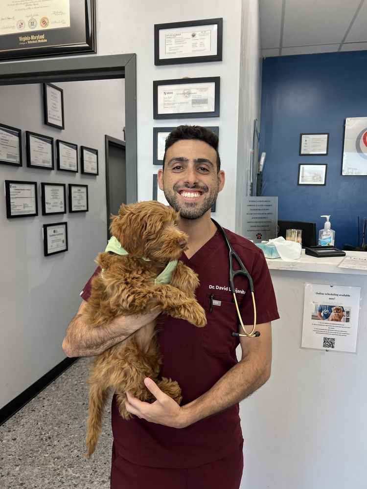 David Lahijaniha, DVM