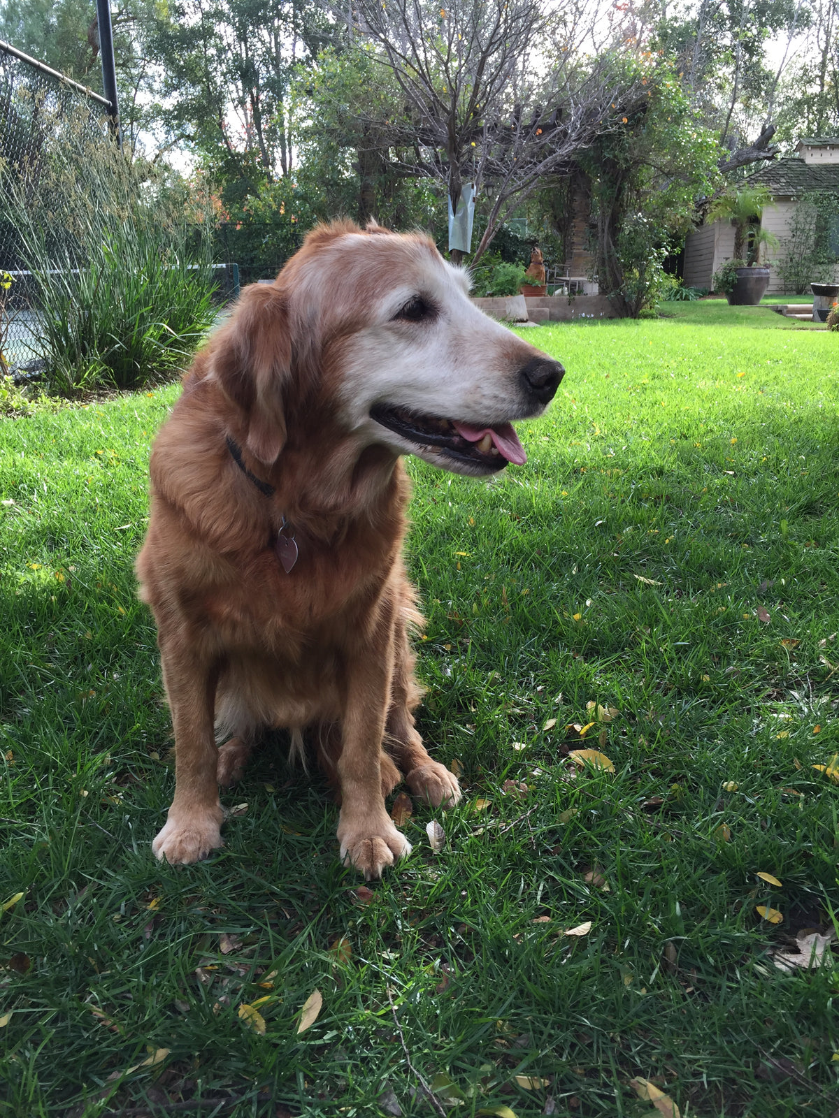 Senior golden retriever sitting happily on a sunny lawn