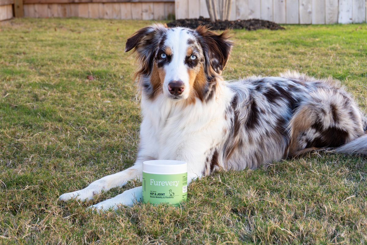 Australian shepherd relaxing on the grass beside a jar of Furevery Hip & Joint