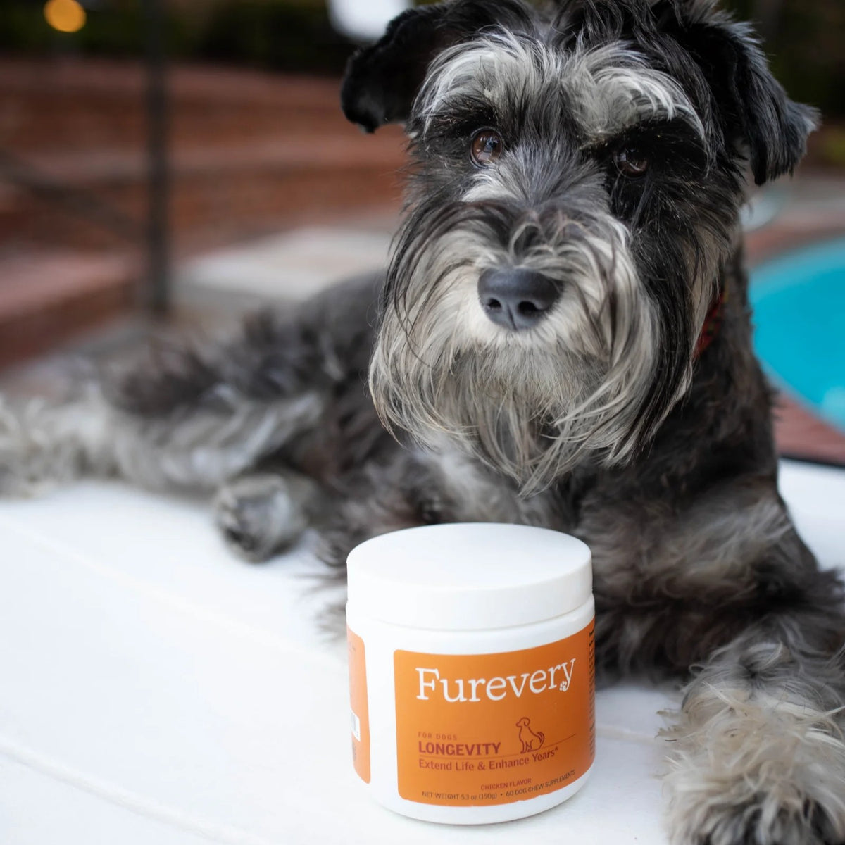 Schnauzer resting beside a jar of Furevery Longevity soft chews
