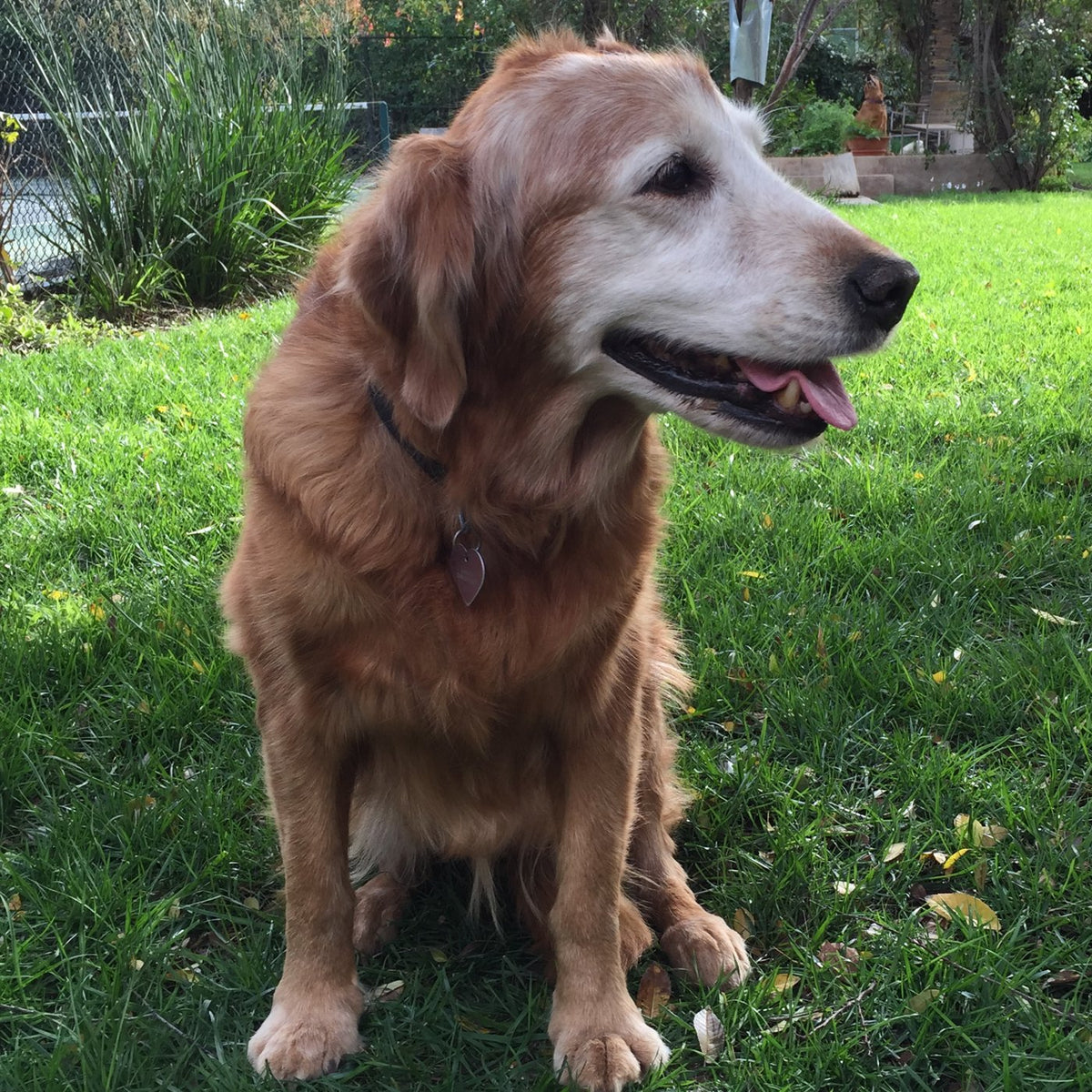 Nala, the golden retriever behind Furevery, sitting on the lawn