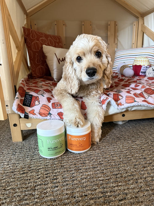 Cocker spaniel in a dog bed with Furevery jars