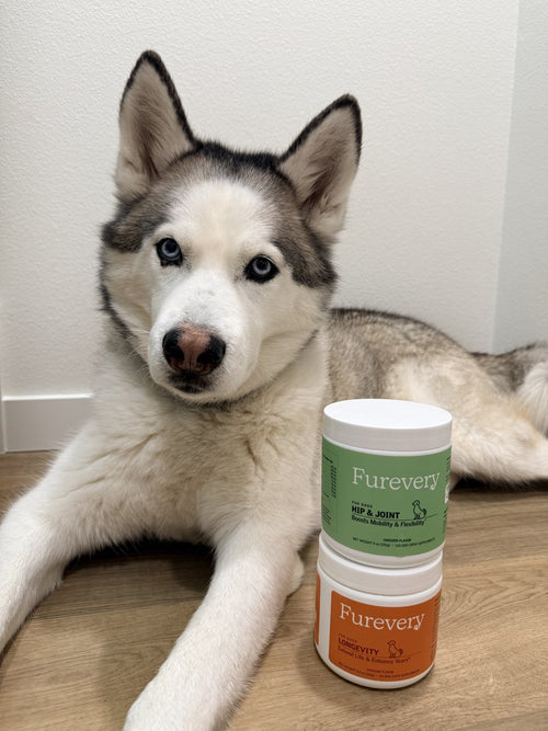 Husky lying next to Furevery jars