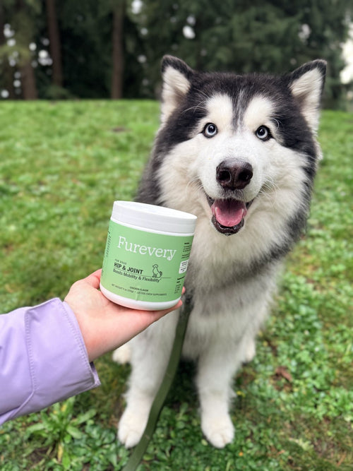 Smiling husky with a jar of Furevery Hip & Joint