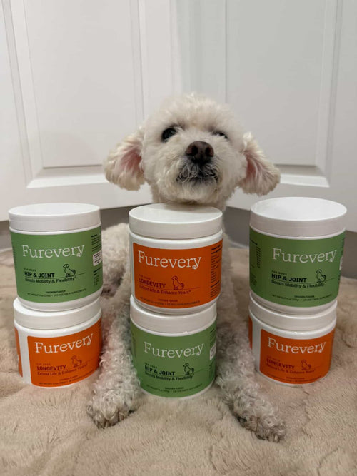 Small poodle posing with Furevery jars
