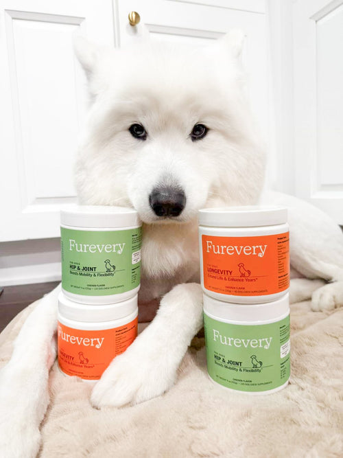 Samoyed resting behind jars of Furevery