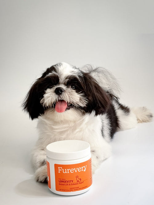 Shih tzu lying with a jar of Furevery