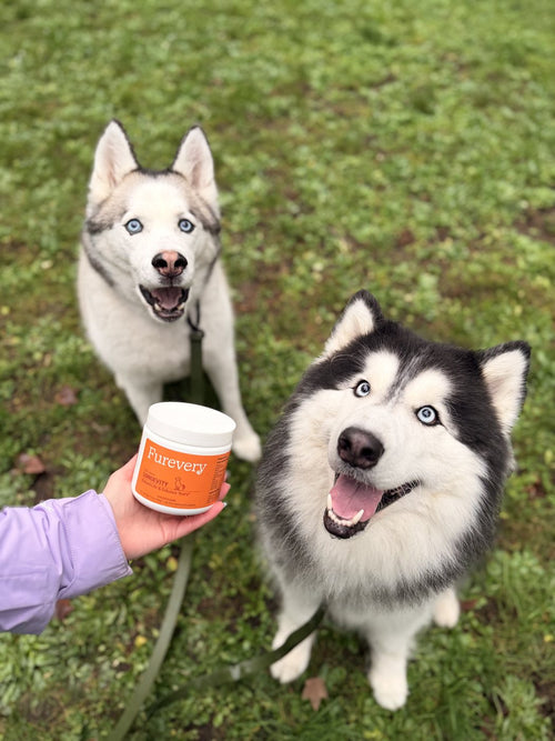 Two huskies with a jar of Furevery Longevity